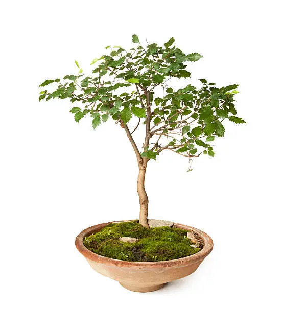 Photo of Hornbeam bonsai