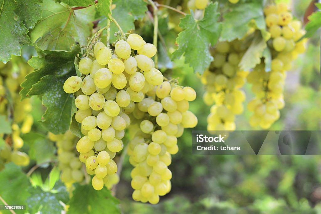 Uva blanca - Foto de stock de Agricultura libre de derechos