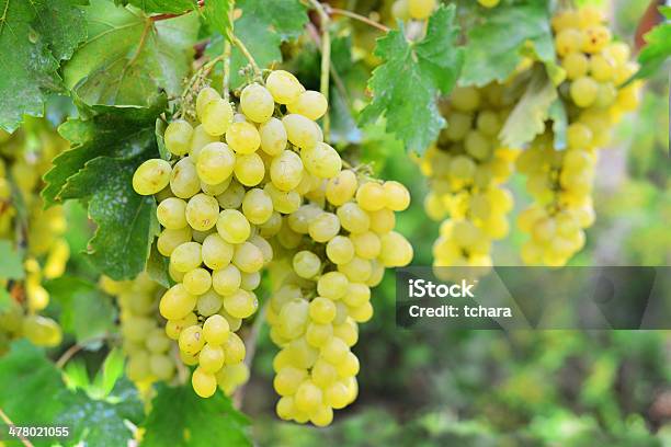 Uva Blanca Foto de stock y más banco de imágenes de Agricultura - Agricultura, Aire libre, Alimento