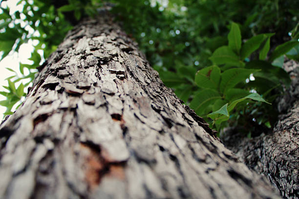 istock Close up of a tree with a narrow DOF 478021078