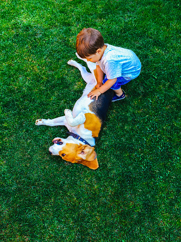 Little boy and beagle dog playing in the backyard // Mobile stock photo, photographed with smartphone