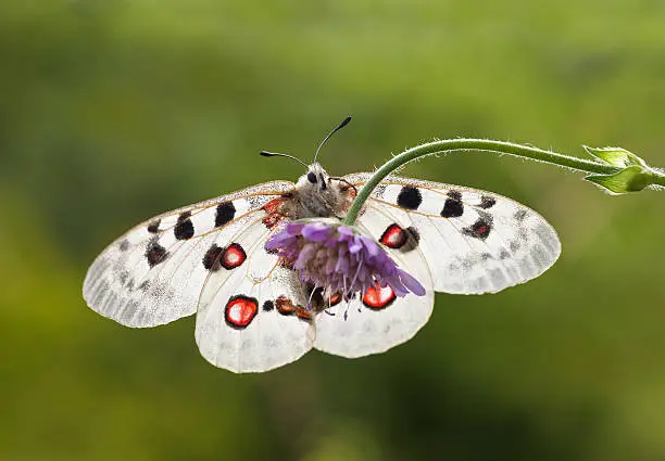 Apollo Butterfly (Parnassius apollo) against the sunlight.