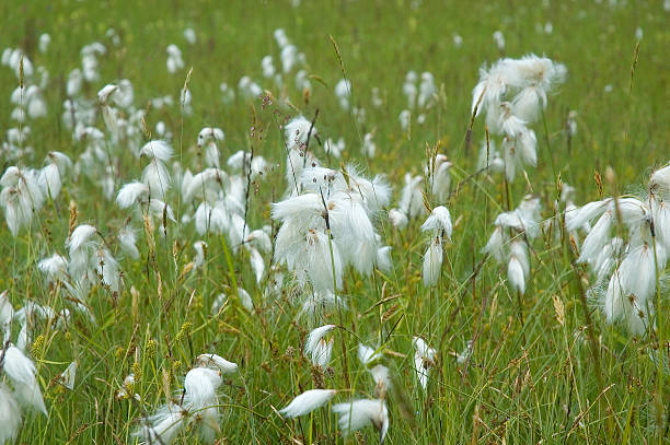 Broad-leaved woolly grass Broad-leaved woolly grass sauergrasgewächse stock pictures, royalty-free photos & images