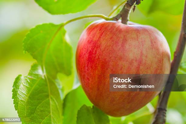 Prodotti Ecologici - Fotografie stock e altre immagini di Agricoltura - Agricoltura, Albero, Alimentazione sana