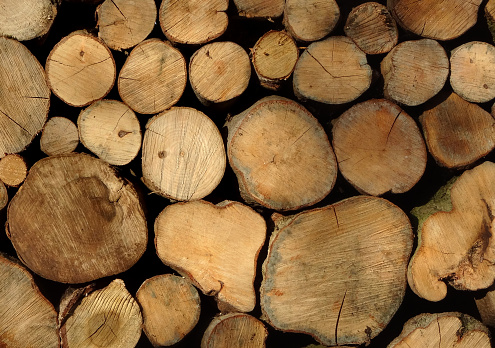 Image of freshly cut firewood logs drying-out, log-pile seasoning outside