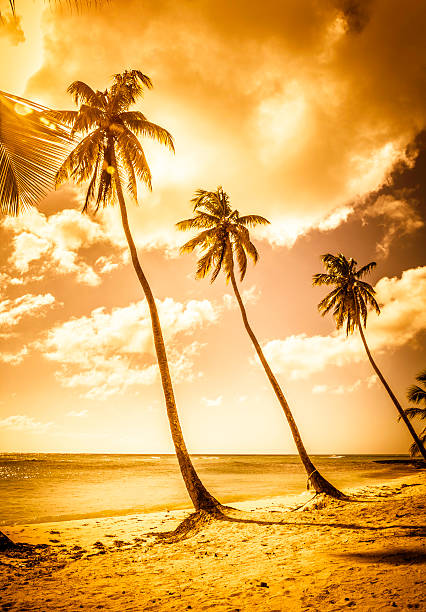 Palm leaves against the yellow sunset sky. Natural background. Horizontal banner