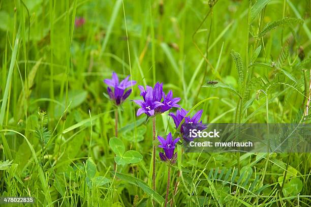 Sommerwiese - zdjęcia stockowe i więcej obrazów Bez ludzi - Bez ludzi, Fotografika, Horyzontalny