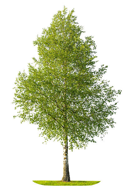 Green spring birch tree isolated on white background stock photo