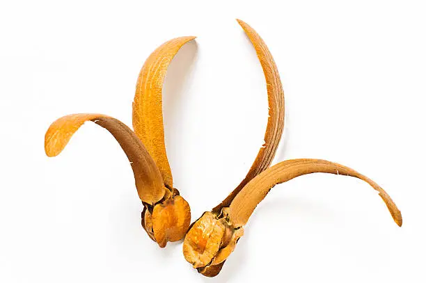 Two-winged fruits of Dipterocarpus isolated on white background