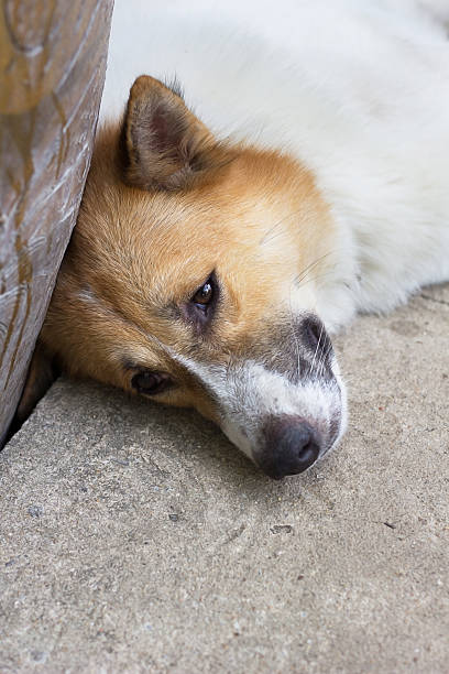 istock Face of Bangkaew Thai dog is sleeping 478023167