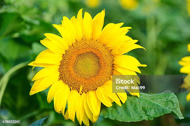 Nahaufnahme Der Sonnenblume Stockfoto und mehr Bilder von Schneiden - Schneiden, Sonnenblume, Bildschärfe