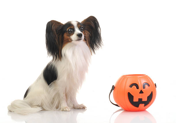 Papillon - Continental Toy Spaniel with halloween pumpkin in studio shot