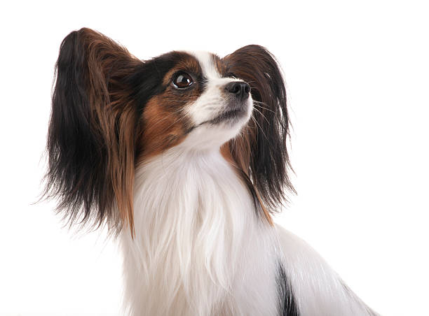 istock Papillon - Continental Toy Spaniel in studio shot 478023843