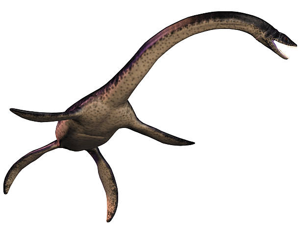plesiosaurus auf weiß - aquatisches lebewesen stock-fotos und bilder