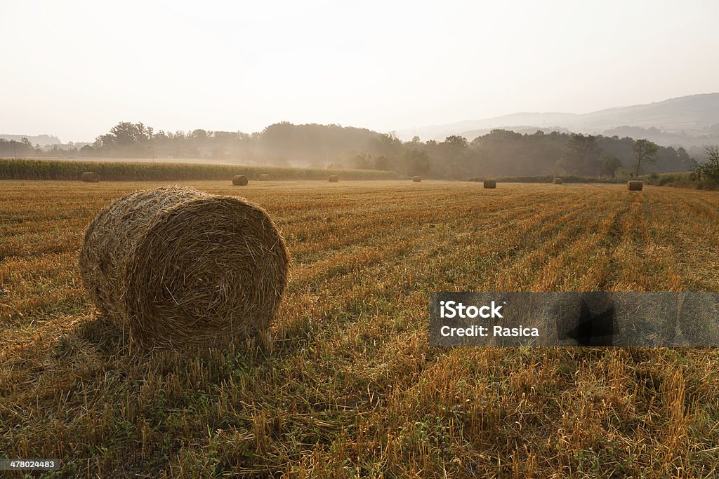 Paesaggio con haystacks al mattino nebbioso - Foto stock royalty-free di Agricoltura