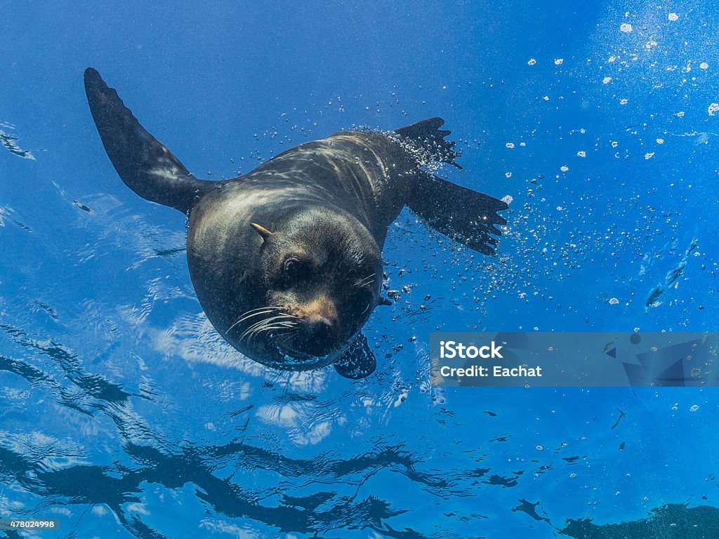 Junge sea lion Tauchen Sie von der Oberfläche - Lizenzfrei Seelöwe Stock-Foto