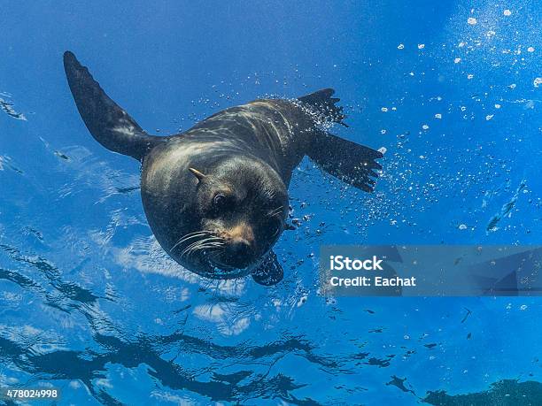 Junge Sea Lion Tauchen Sie Von Der Oberfläche Stockfoto und mehr Bilder von Seelöwe - Seelöwe, Tier, Unterwasseraufnahme