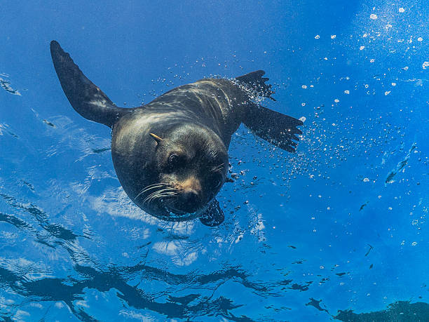 5,498 Seal Animal Underwater Stock Photos, Pictures & Royalty-Free Images - iStock 5,498 Seal Animal Underwater Stock Photos, Pictures & Royalty-Free Images - iStock