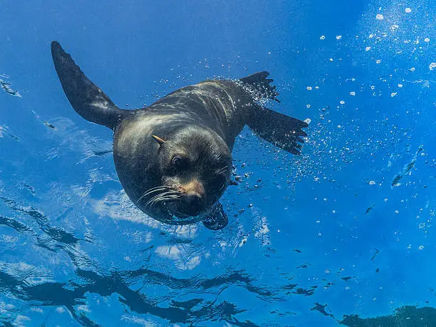 Facial view of a young sea lion as it dives down from the surface, against a blue background.