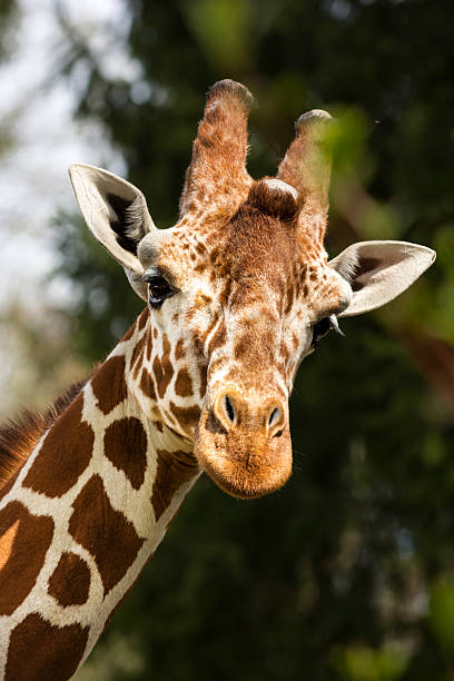 Portrait of male giraffe among trees. Something drew its attention and therefore it curiously looking around and strains its ears trying to find out what upset it. The characteristic pattern is clearly visible on the fur of its neck and head. At the head stand out horns. Treetops in the background are heavily blurred due to the shallow depth of field.