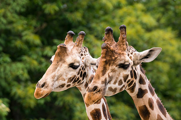 istock Close-up of two giraffes among trees 478025098