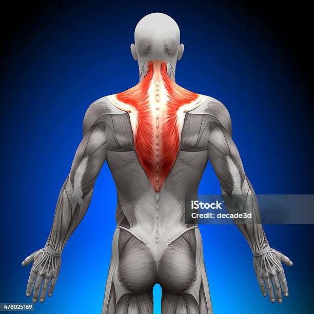 Trapezius Anatomy Muscles Stock Photo - Download Image Now - Anatomy, Muscular Build, Human Back