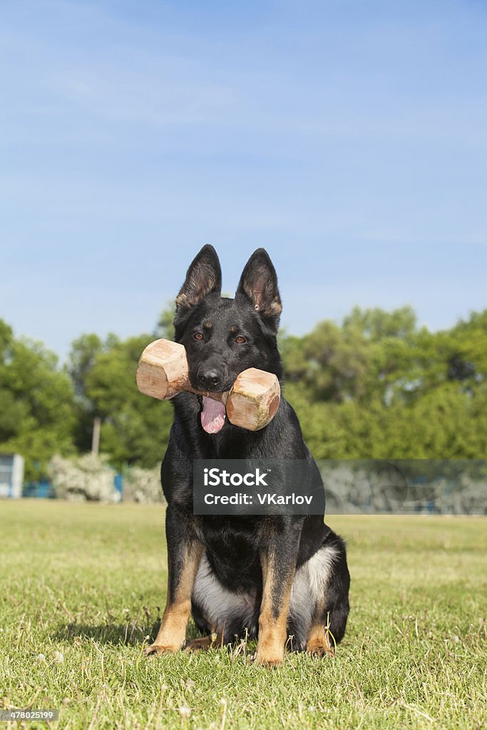 Cão Pastor Alemão sentado no gramado - Foto de stock de Animal royalty-free