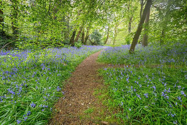 istock Bluebell woods at Godolphin in Cornwall England UK. 478025340