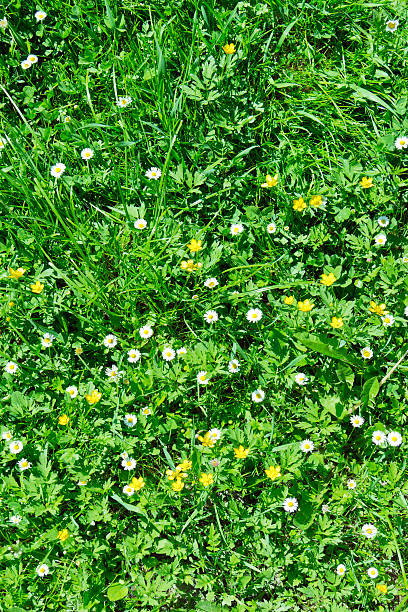 istock Many white daisies in top view of meadow, several Bird's-eye 478025367