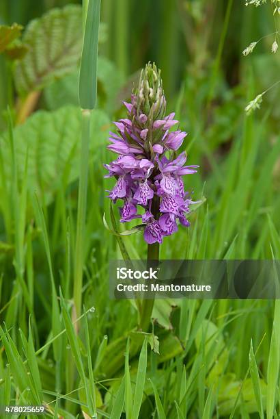 Broadleaved Marsh Orchid Stockfoto und mehr Bilder von Bedrohte Tierart - Bedrohte Tierart, Blatt - Pflanzenbestandteile, Blume