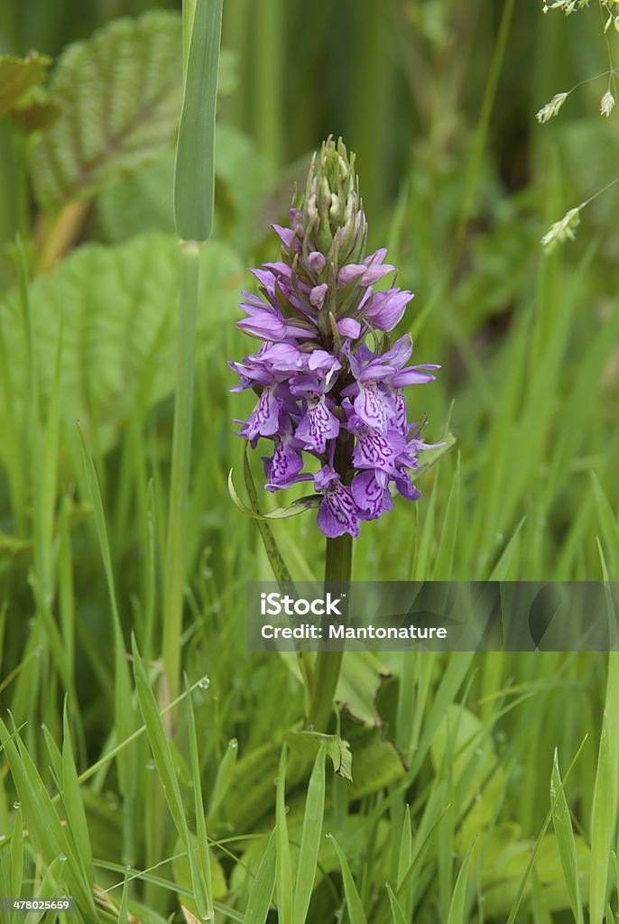 Широкого leaved болотный орхидея (Dacttylorhiza majalis) - Стоковые фото Без людей роялти-фри