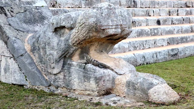 Iguana Closeup near Chichen Itza pyramid