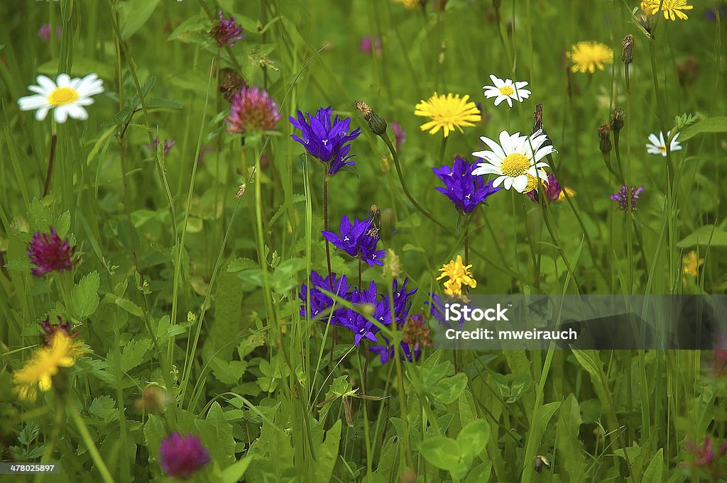 Sommerwiese - Lizenzfrei Blume Stock-Foto