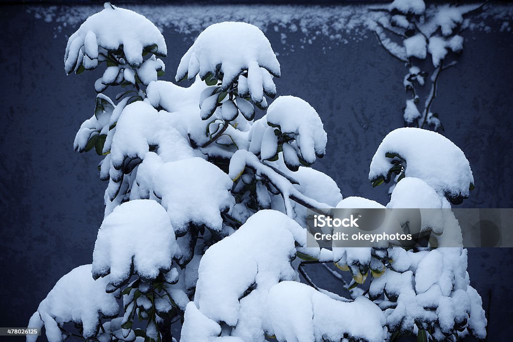 Schnee auf dem Baum - Lizenzfrei Abgeschiedenheit Stock-Foto