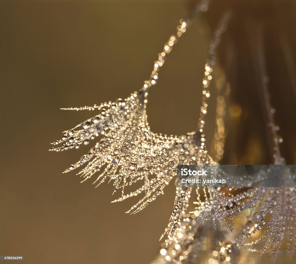 El diente de león en gotas de rocío - Foto de stock de Abstracto libre de derechos