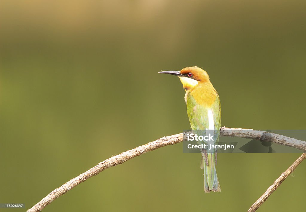 Castanha-de-cabeça-Abelharuco: Merops leschenaulti. - Royalty-free Acasalamento Foto de stock