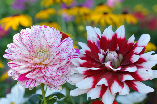 Two colorful dahlias in front of yellow echinacea.