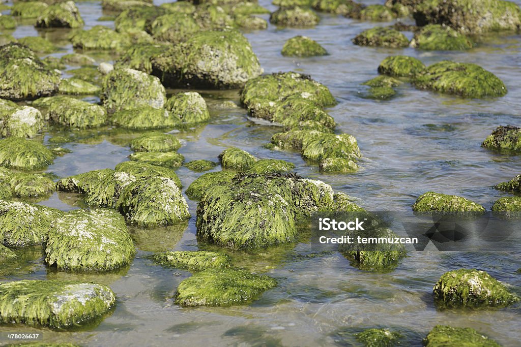 Moos bedeckt Felsen entlang der Sunshine Coast, BC, Kanada - Lizenzfrei Abgeschiedenheit Stock-Foto