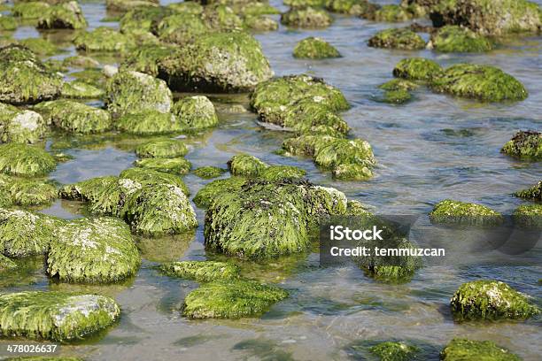 Moos Bedeckt Felsen Entlang Der Sunshine Coast Bc Kanada Stockfoto und mehr Bilder von Abgeschiedenheit