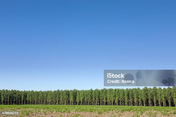 Foresta E Crystal Clear Cielo - Fotografie stock e altre immagini di Alberato - Alberato, Foresta, Diritto