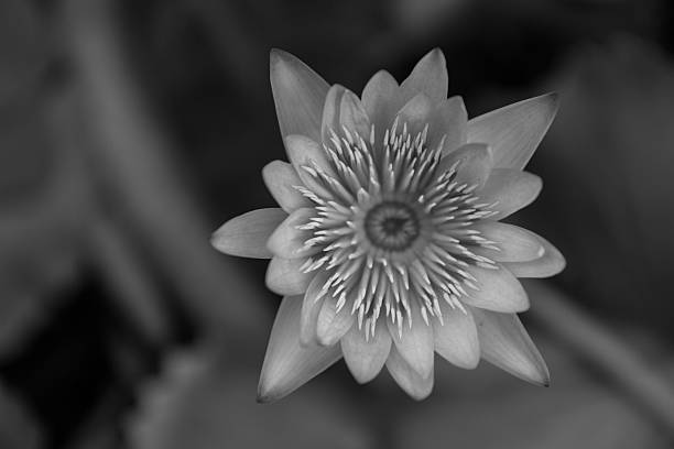 istock lotus flower, waterlily 478028122