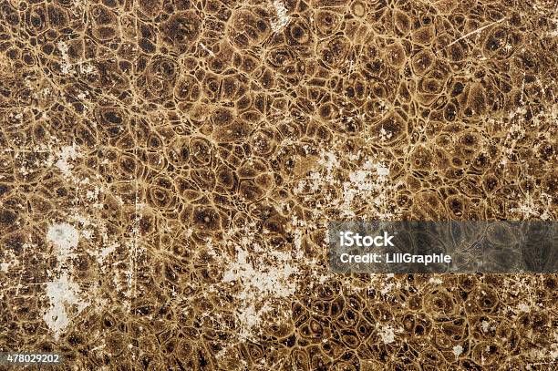 Animal Leather Pattern Background Used Look Paper Texture Stock Photo - Download Image Now