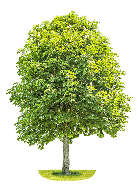istock Chestnut tree isolated on white background. Blosoming spring plant 478029210