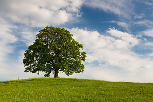 istock Memorial maple tree on the mystic place in Votice 478029714