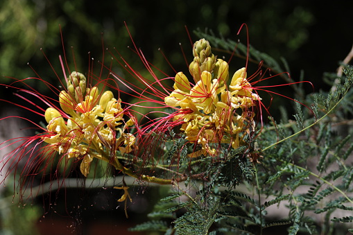 Close up of blooms on a Mexican Bird of Paradise plant.