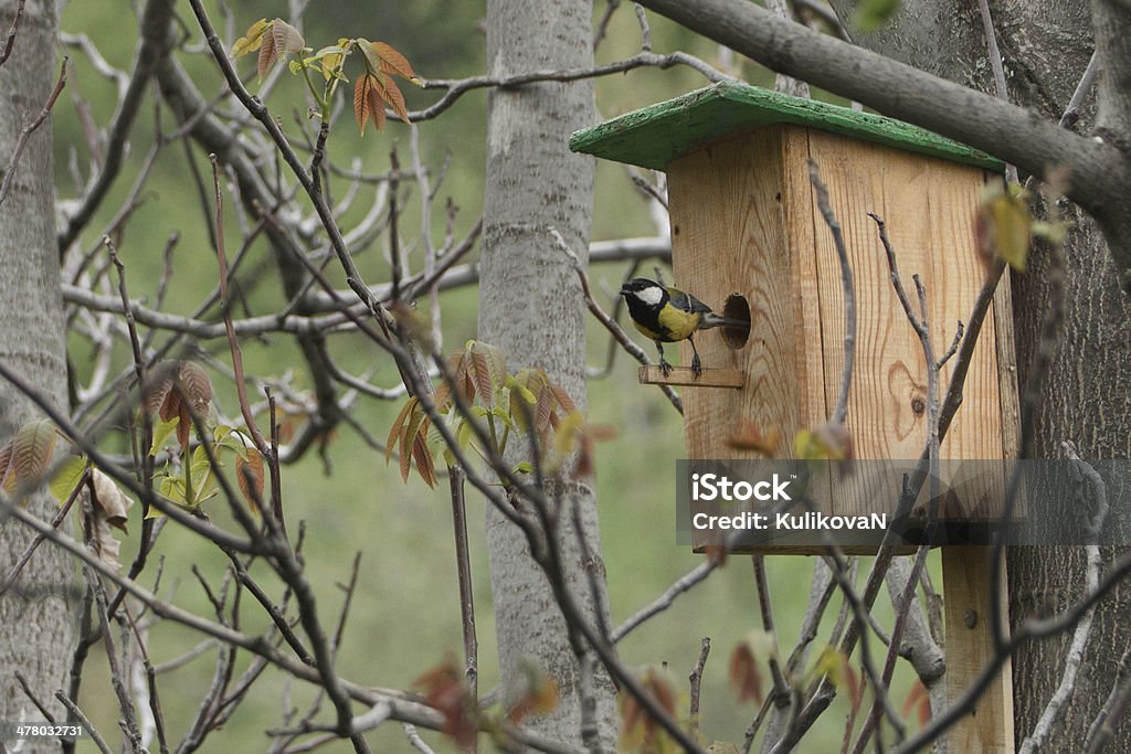 Casita de pájaros y aves - Foto de stock de Aire libre libre de derechos