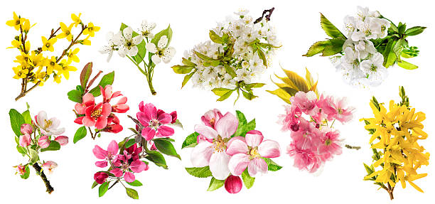 Blossoms of apple tree, cherry twig, pear, forsythia. Set of spring flowers isolated on white background