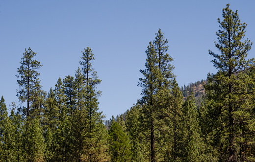 A forest of Ponderosa Pine trees (Pinus ponderosa) in the central Oregon Cascade Mountains.  The tree—also called a western yellow pine—can grow to over 200 feet in height.  The tree is the most widely-distributed pine species in North America and is native in much of the western United States and Canada.  This photo was taken in Jefferson County, OR at an elevation of about 2,500 feet.
