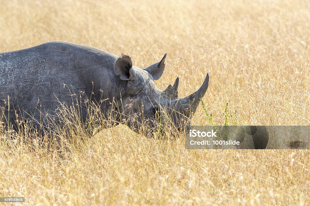 Rinoceronte nero - Foto stock royalty-free di Africa