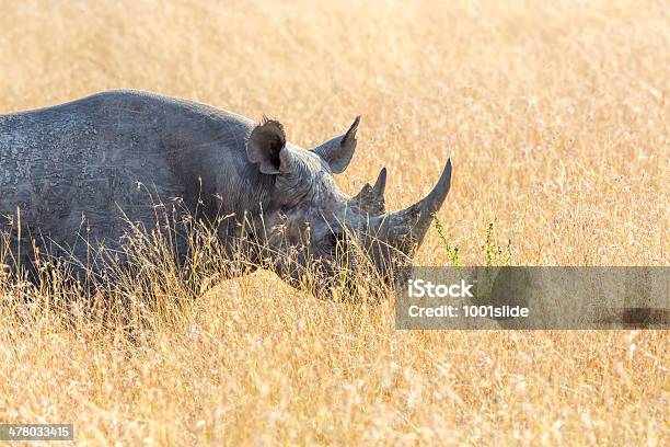 Foto de Rinocerontenegro e mais fotos de stock de Animais de Safári - Animais de Safári, Animal, Animal selvagem